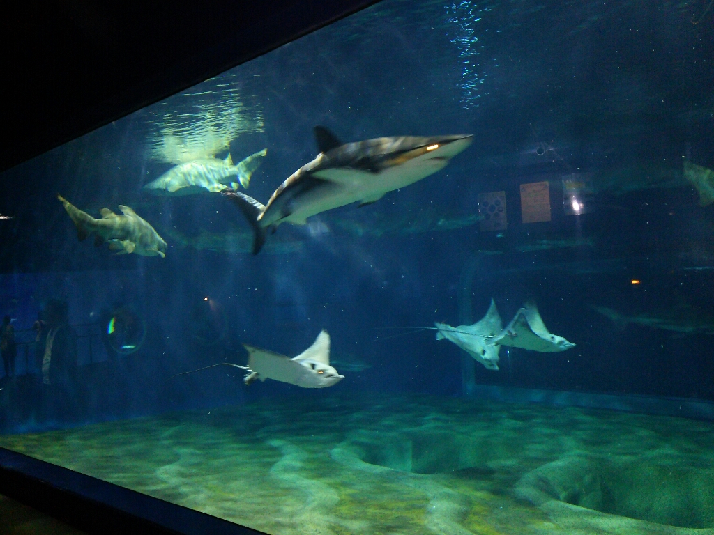 アクアワールド茨城県大洗水族館 | 古樹軒 公式サイト